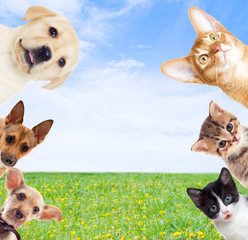  pets on a background of green grass