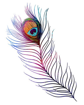 Peacock feather. Watercolor textured illustration on white background. Tattoo
