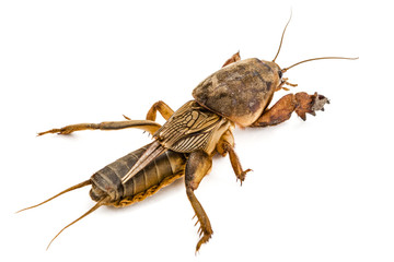 Mole cricket (Gryllotalpidae) isolated on white background