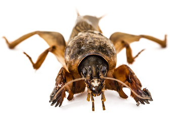 Mole cricket (Gryllotalpidae) isolated on white background