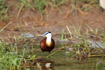 African Jacana (Actophilornis africanus) in Queen Elizabeth National Park,Uganda