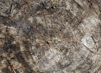 Cut of old wood