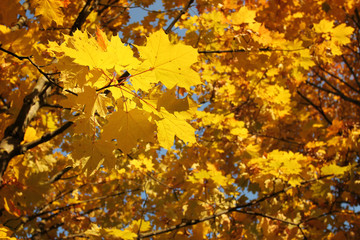 Yellow maple leaves