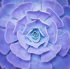  Miniature succulent plants