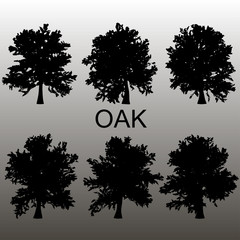 Fototapeta premium Oak