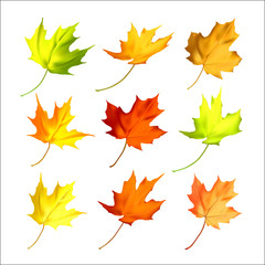 Obraz premium Set of maple autumn leaves design elements