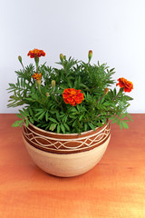 Afrikana flowers in a stone pot