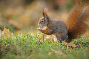 Naklejka na ściany i meble Red squirrel in autumn forest