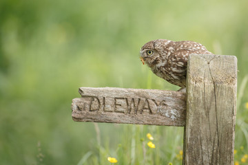 Little owl with a worm, perched on a textured old bridleway sign