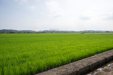 Obraz premium 田園風景