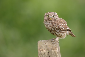 Little owl perched on a country fence post