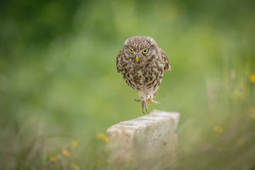 Little owl running along a fence