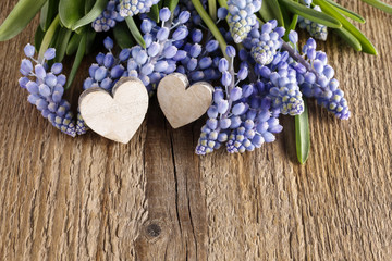 Blue muscari flowers (Grape Hyacinth) on wooden background