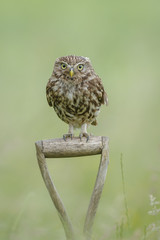 Little owl looking directly at camera