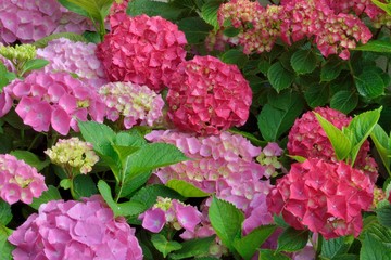 Jolies boules de fleurs d'hortensias aux différentes couleurs