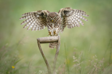 Little owl landing upon a shovel handle