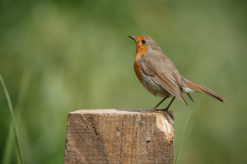 Robin, Erithacus rubecula, perched on a fence post