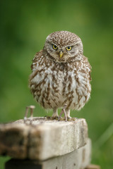 Little owl perched upon an old piece of wood