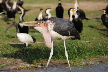 Marabou Stork (Leptoptilos crumeniferus) in Lake Victoria, Uganda