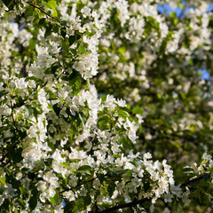 Branches of apple blossom 