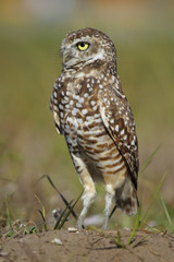 Burrowing Owl standing on the ground