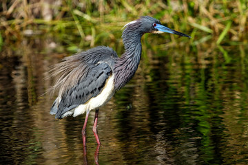 Tricolored heron standing in water