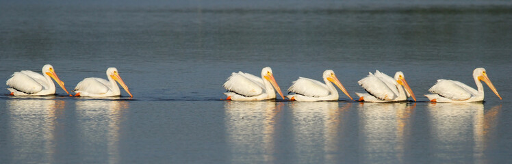 White pelicans in a water