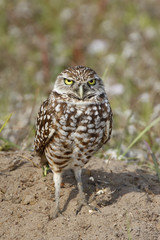 Burrowing Owl standing on the ground