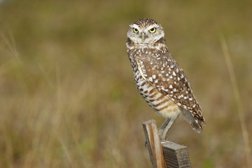 Burrowing Owl sitting on a wooden pole
