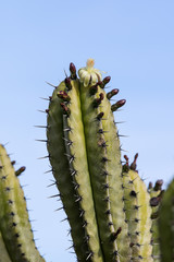 cactus flower