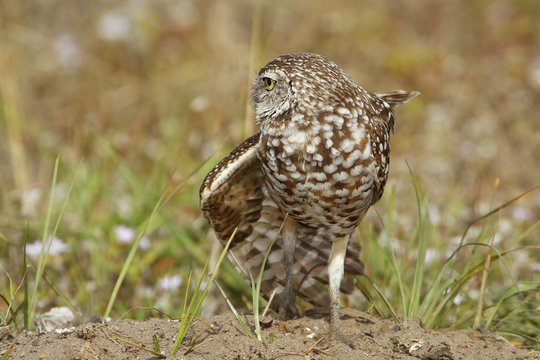 Burrowing Owl stretching wing