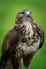 Buzzard (Buteo buteo)