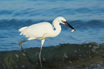 Obraz premium Reddish egret (Egretta rufescens)