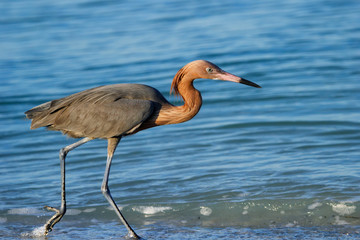 Reddish egret (Egretta rufescens)
