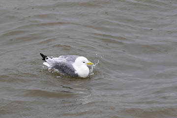 kittiwake
