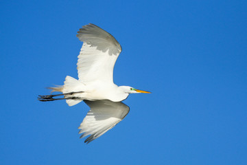 Great Egret (Ardea alba) in flight