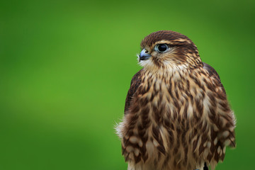 Merlin (Falco columbarius)