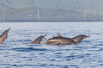 Fototapeta premium Holiday in Bali, Indonesia - Dolphin Beach Lovina Bali, Dolphin Jumping