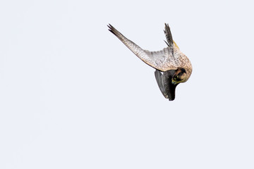 New zealand falcon (Falco novaeseelandiae)