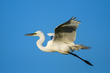Great Egret (Ardea alba) in flight
