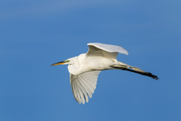 Fototapeta na wymiar Great Egret (Ardea alba) in flight