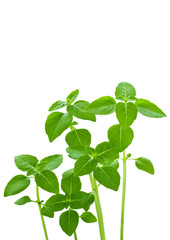 Fototapeta na wymiar Green sprouts isolated on a white