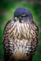 Naklejka premium New zealand falcon (Falco novaeseelandiae)