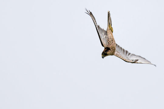New zealand falcon (Falco novaeseelandiae)