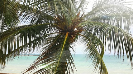 Fototapeta premium Palme am Strand