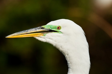Portrait of Great egret in breeding colors