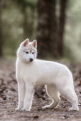 Puppy. Portrait on the tree in outdoor.