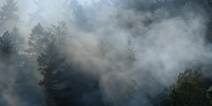 Heavy smoke rolling through a coniferous forest from unseen flames