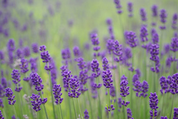 Fototapeta premium lawenda