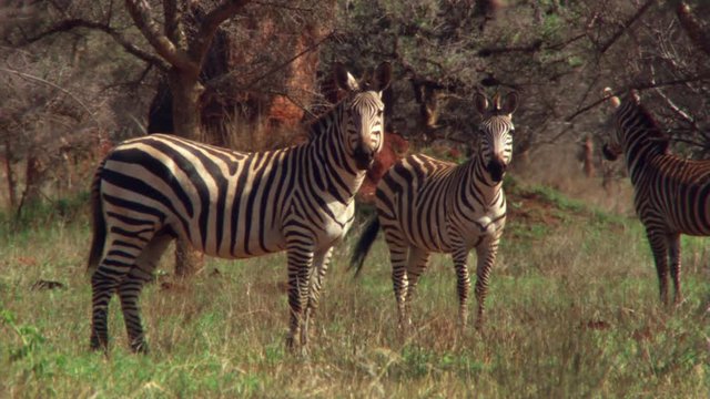 Two zebras standing in acacia grove, Tanzania